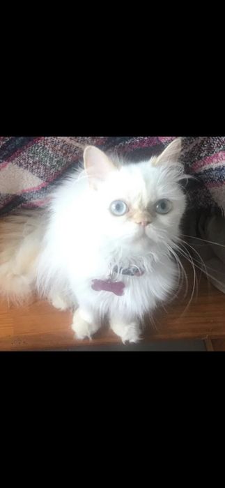 Menina persa himalaia