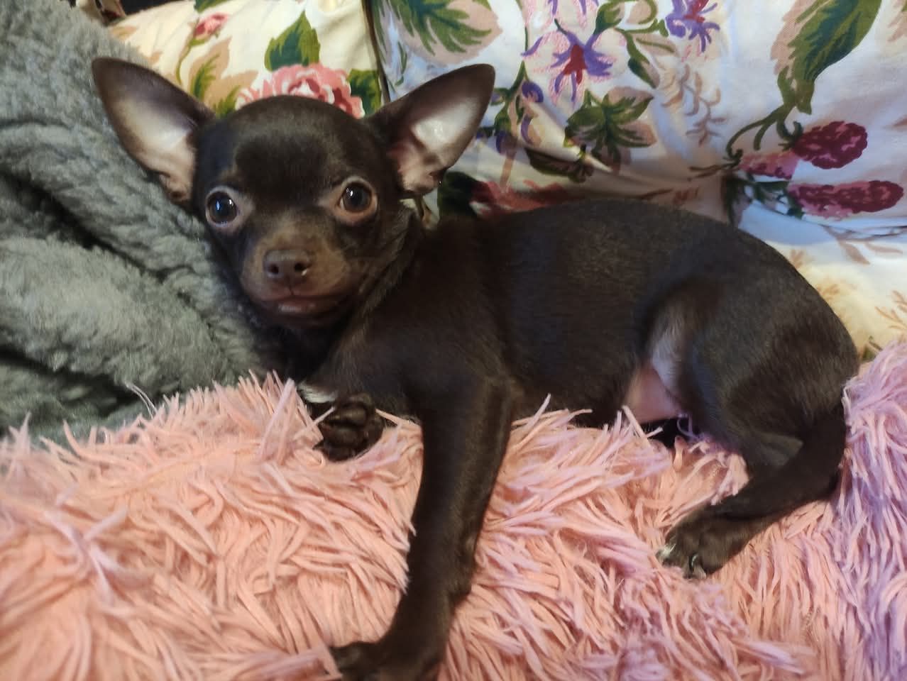 Cudny malutki piesek Chihuahua gorzka czekolada. GOTOWY DO ODBIORU.