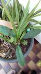 Estaca de plumeria com raiz
