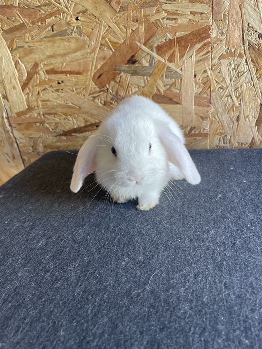 Sprzedam dwie samiczki mini lop