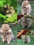 Piesek szpic miniaturowy pomeranian ZKwP FCI