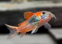 Kirysek wenezuela orange