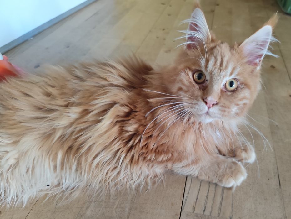 Aslan Kocie Urwisy*PL  Rudy Kocurek Maine Coon