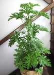 Anginka geranium REZERWACJA