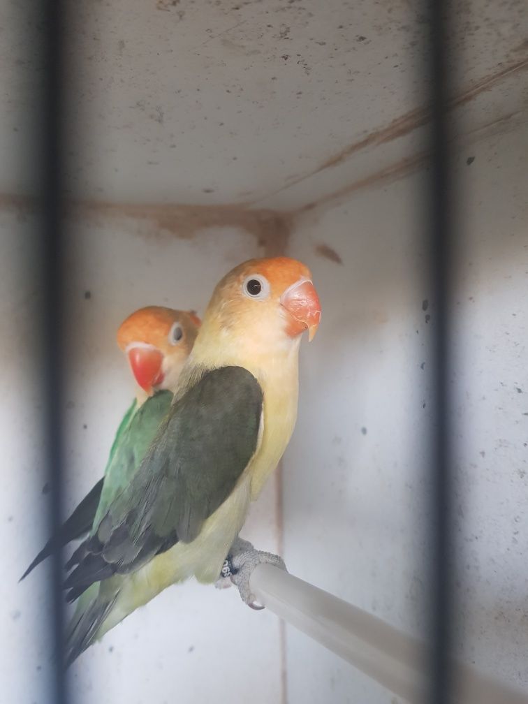 agapornis Fischeri