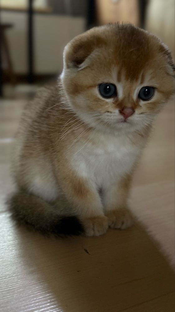 Kcurek scottish fold