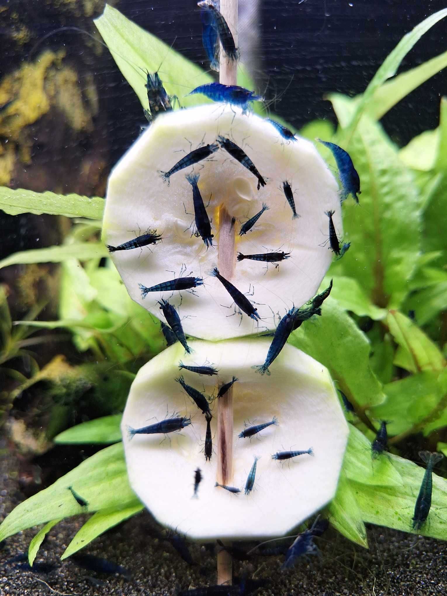 Krewetki Blue Velvet niebieskie Neocaridina