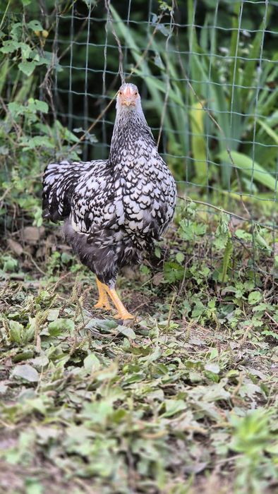 "Віандот-срібло".
