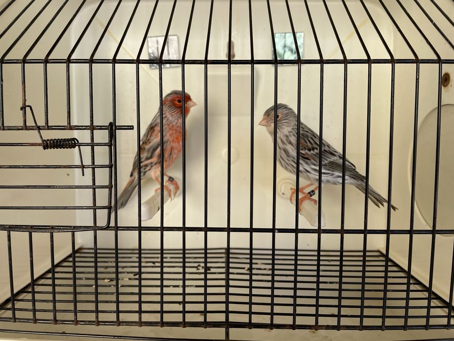 Canario Agata mosaico vermelho