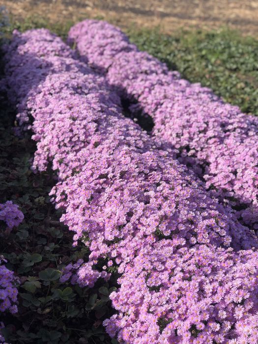 Морозець,айстра багаторічна