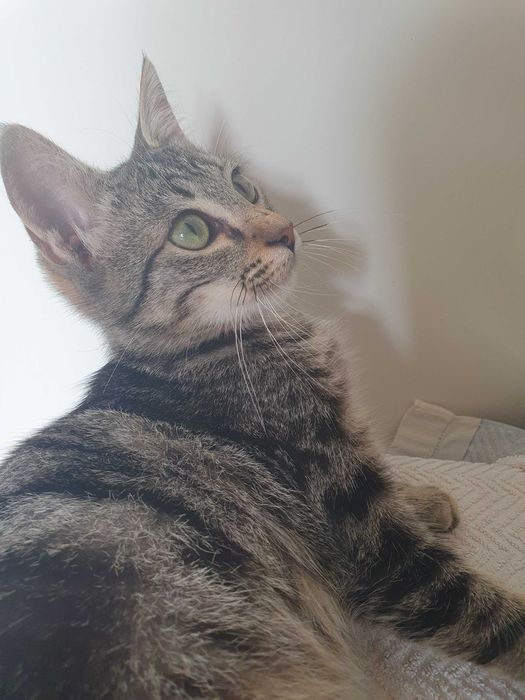 Oferece-se gatinho de 4-5 meses