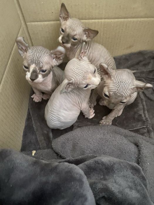 Продам котят породы Сфинкс