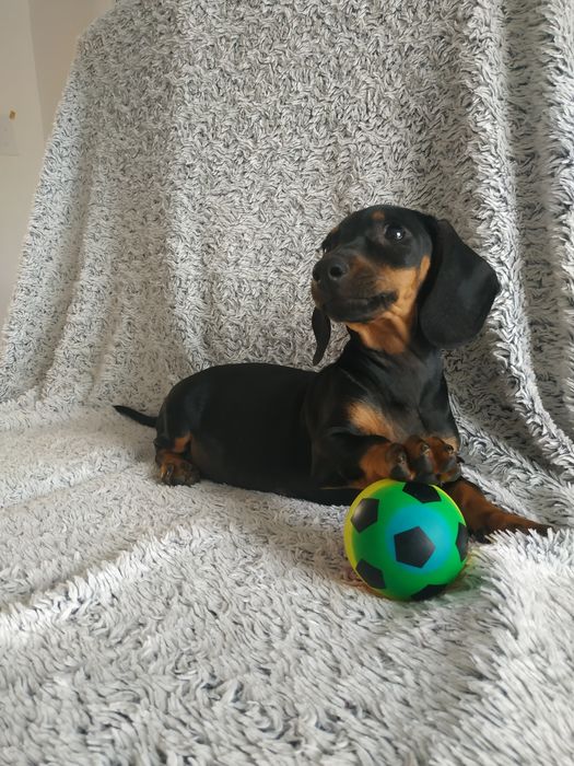 Jamnik samiec czarny podpalany