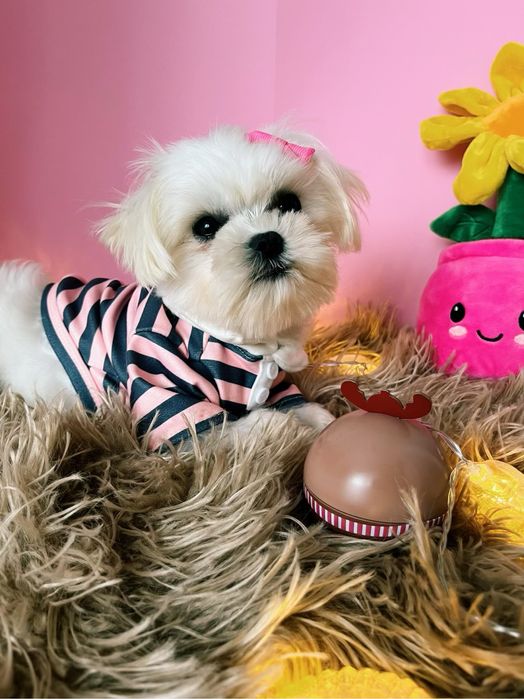 Maltańczyk miniaturowy z rodowodem