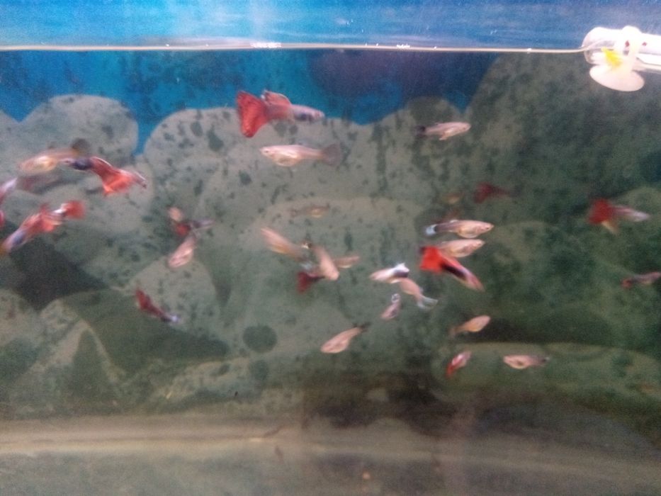 Молодые анциструс супер ред.гуппии красивые