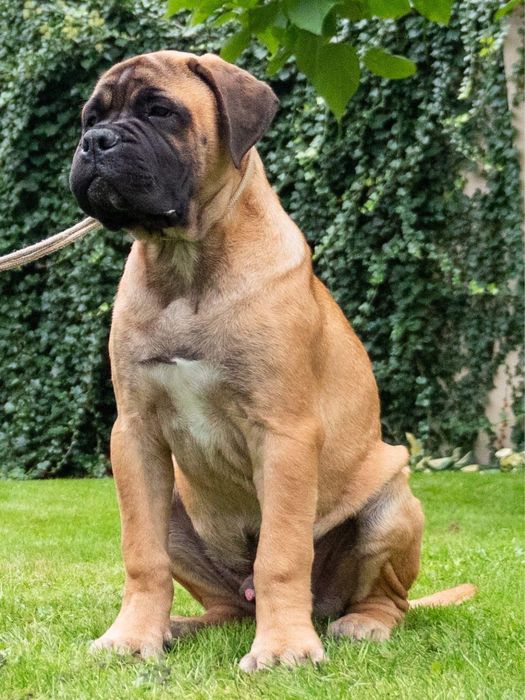 Bullmastiff szczeniak