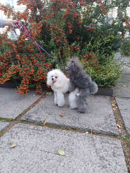 Той пудель в'язка