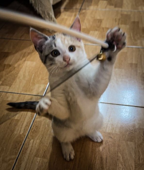 Котення віддам в хороші руки