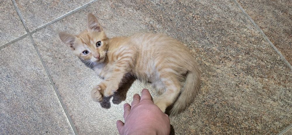 Отдам котят в хорошие руки
