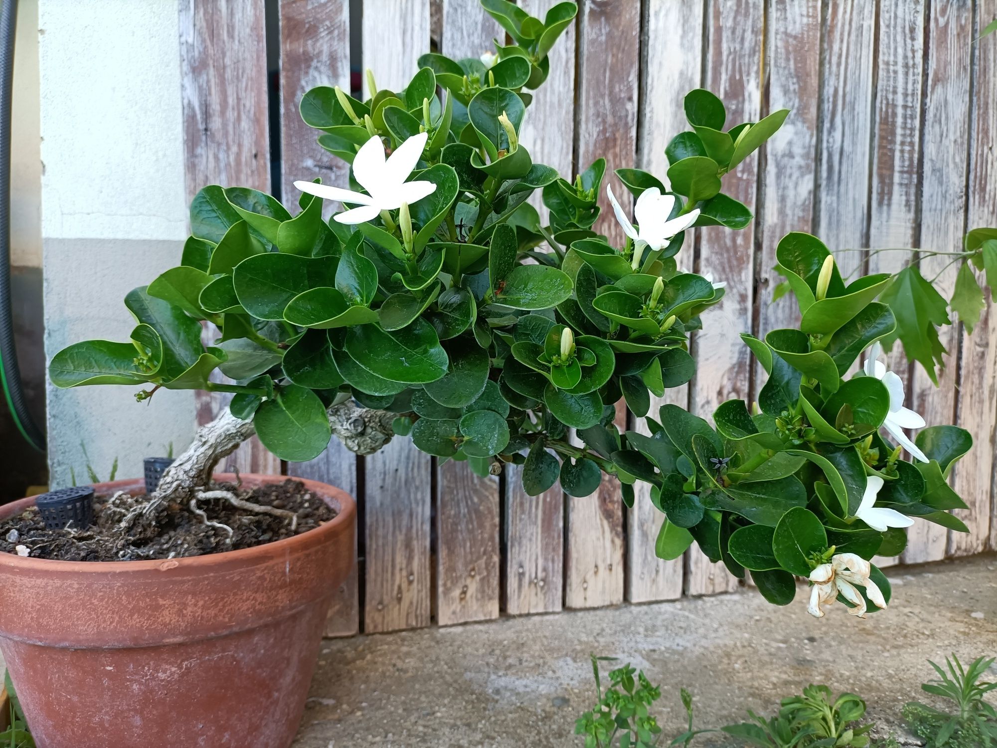 Pré bonsai de carissa