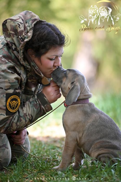 Щенки Кане Корсо