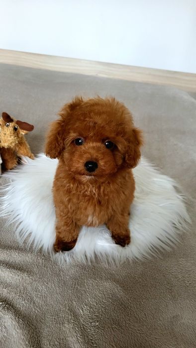 Мальтіпу, той пудель, хлопчик, тікап Китай [poodle teacup]