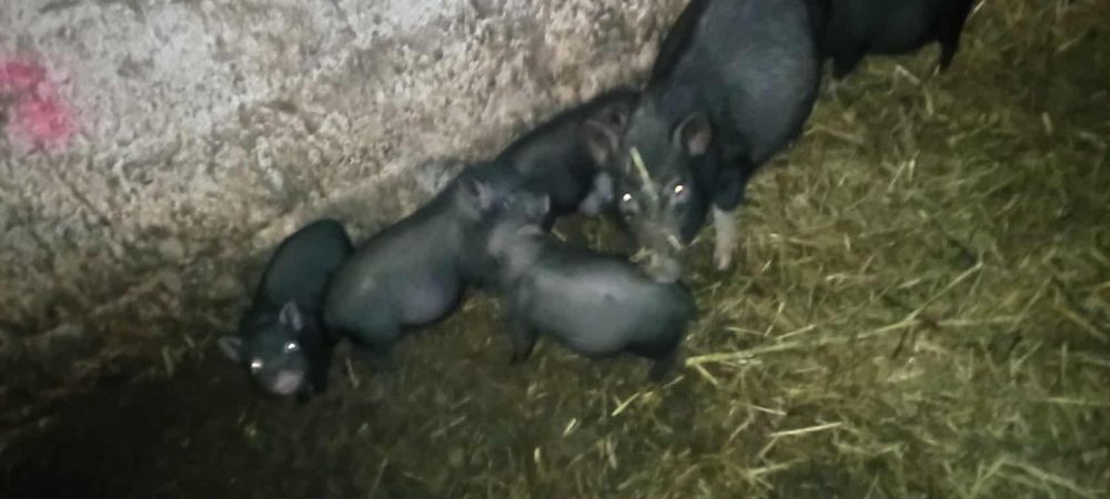 Sprzedam świnie wietnamskie