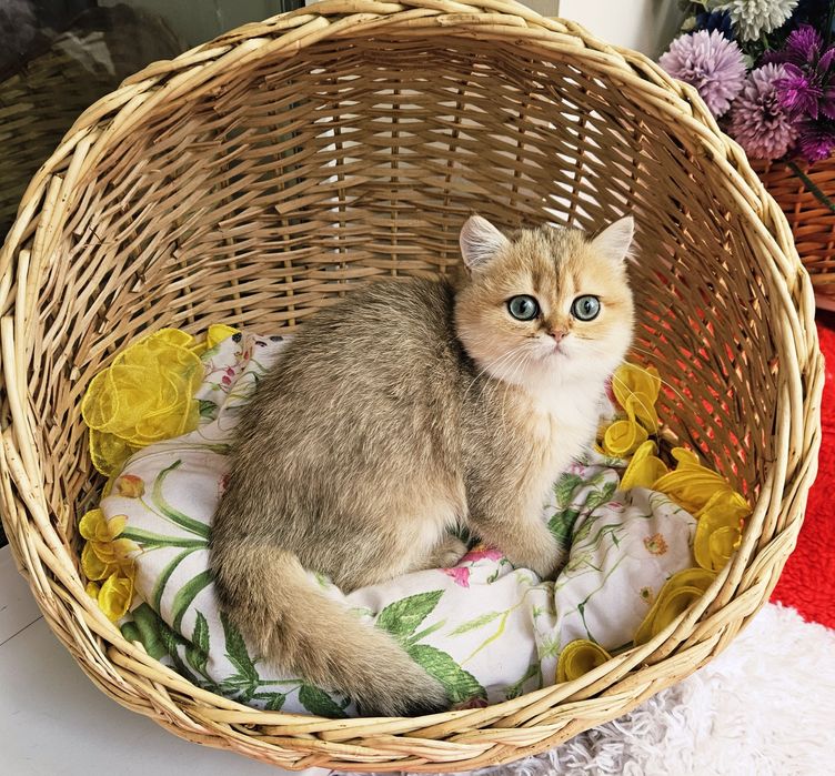 Золотая британская шиншилла кот котята кошечка кошка дівчинка