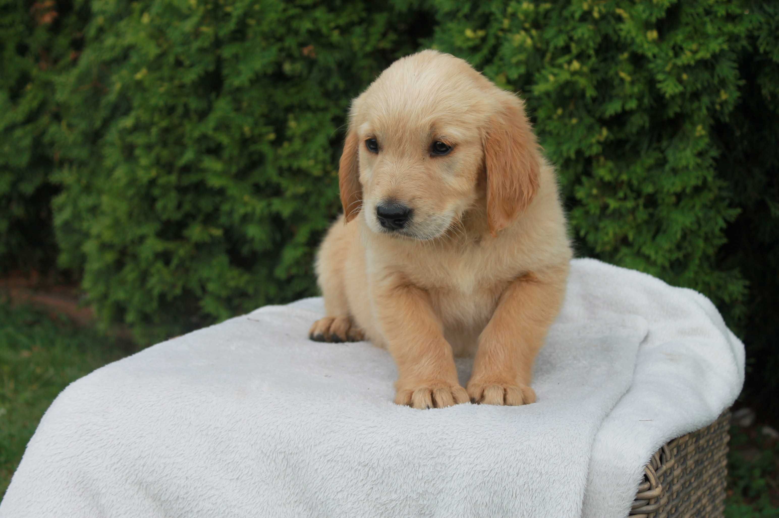 Piesek Golden Retriever złoty - gotowy do odbioru