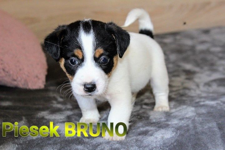 PIESEK Jack russel terrier  *BRUNO * Tricolor