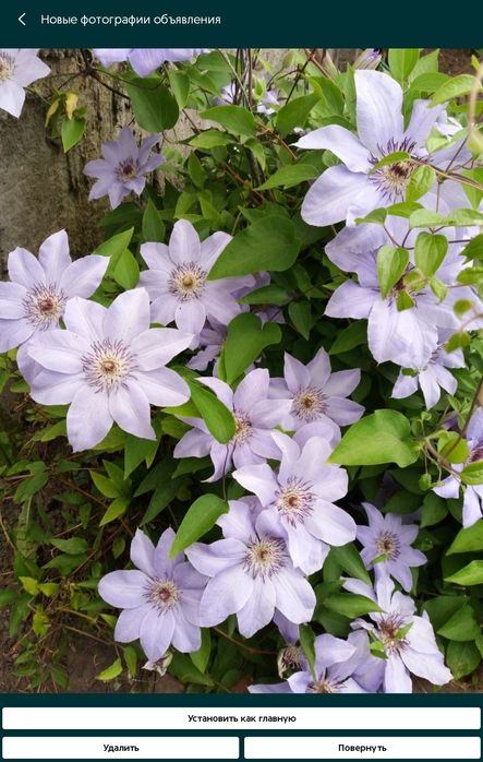 Клематіс, півонія, хоста, квіти