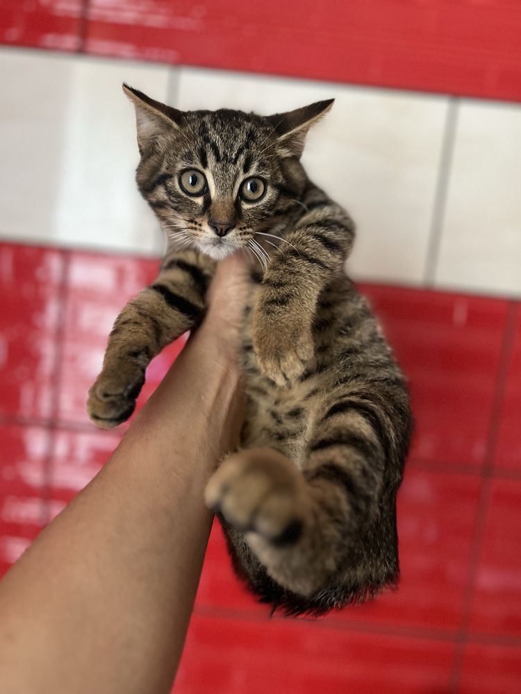 Кошеня 2,5 міс пацан