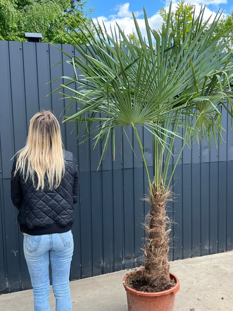 Trachycarpus Fortunei Mrozoodporna palma