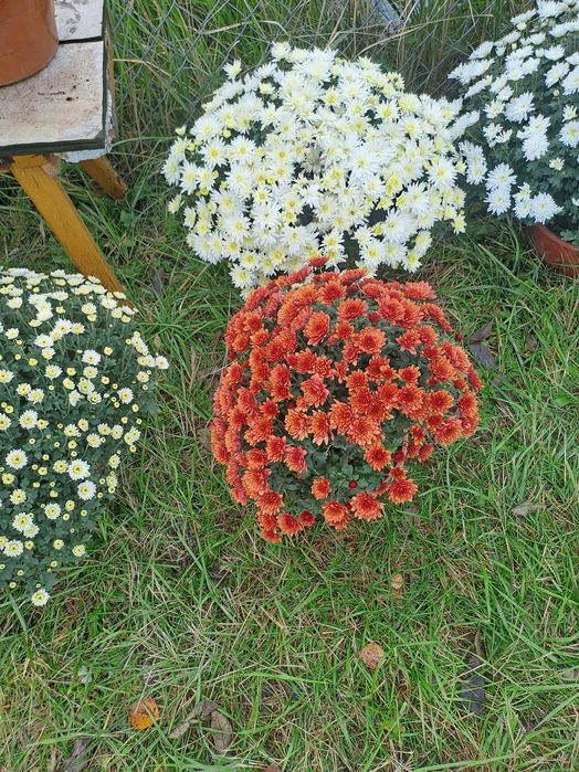 Sprzedam chryzantemy