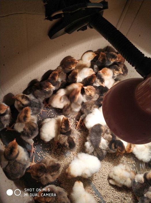 Кури, курчата віандота різних окрасів