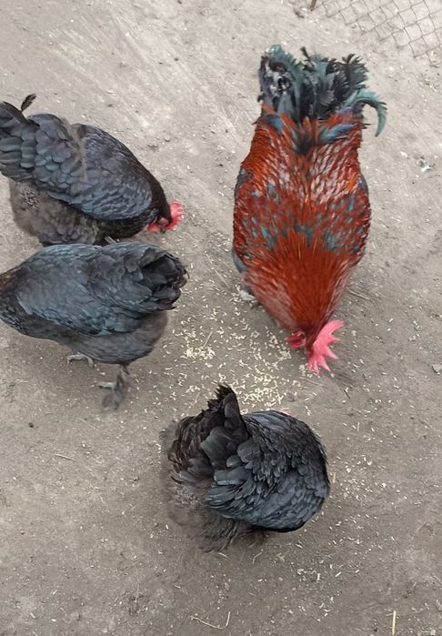 Курчата Марана чорно-мідного