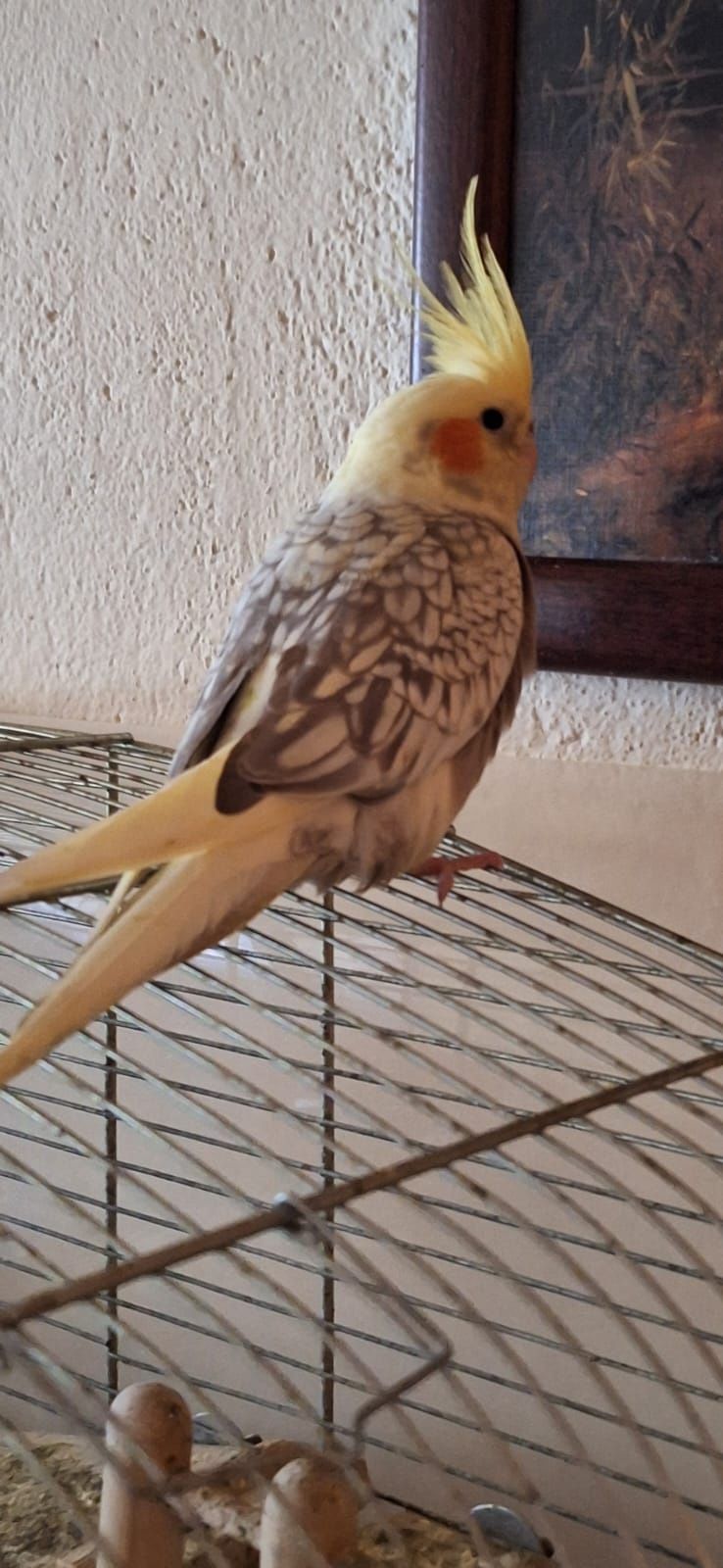 Papugi nimfy mix