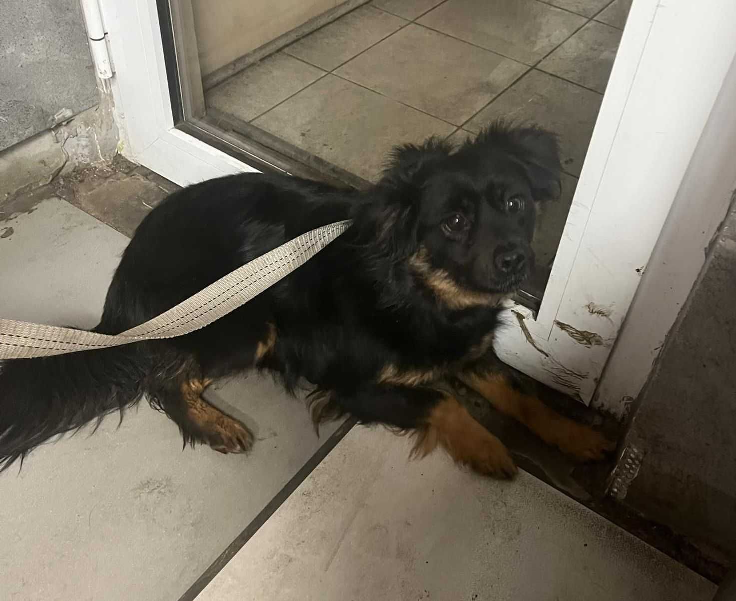 Gutek to młody, około 1,5-roczny pies czeka na dom  Tomasz,Maz.