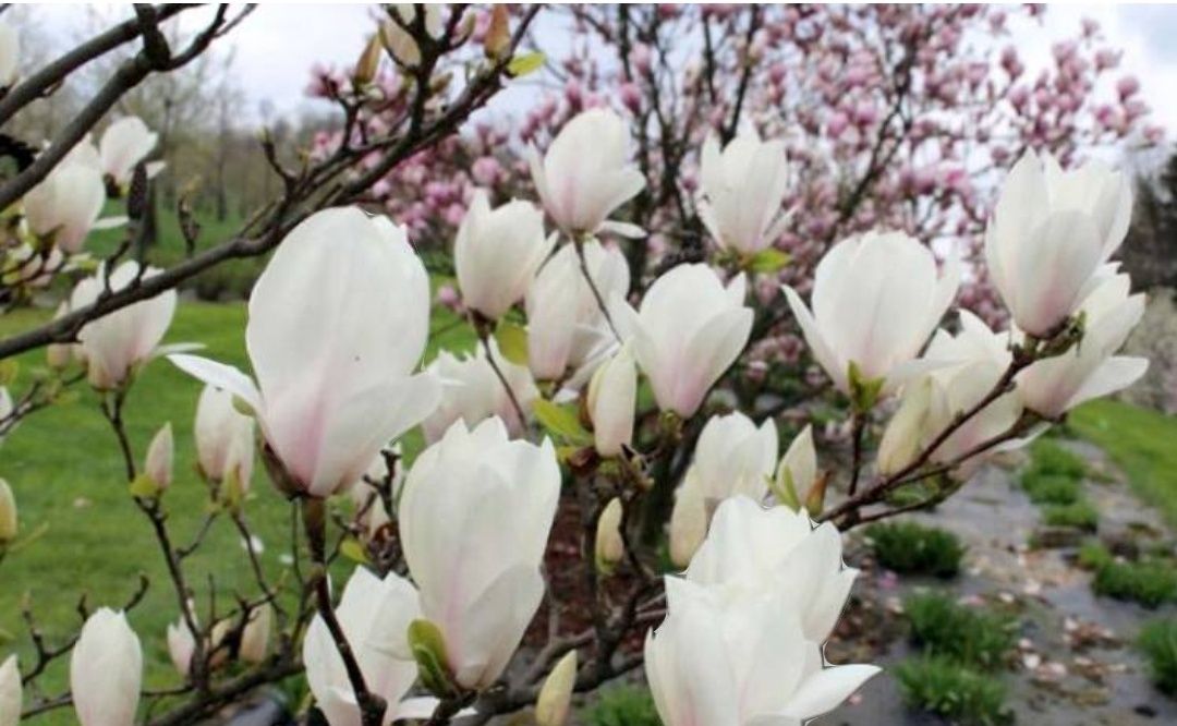 Magnolia 140-160 cm Rustica Rubra Alexandrina Amabilis