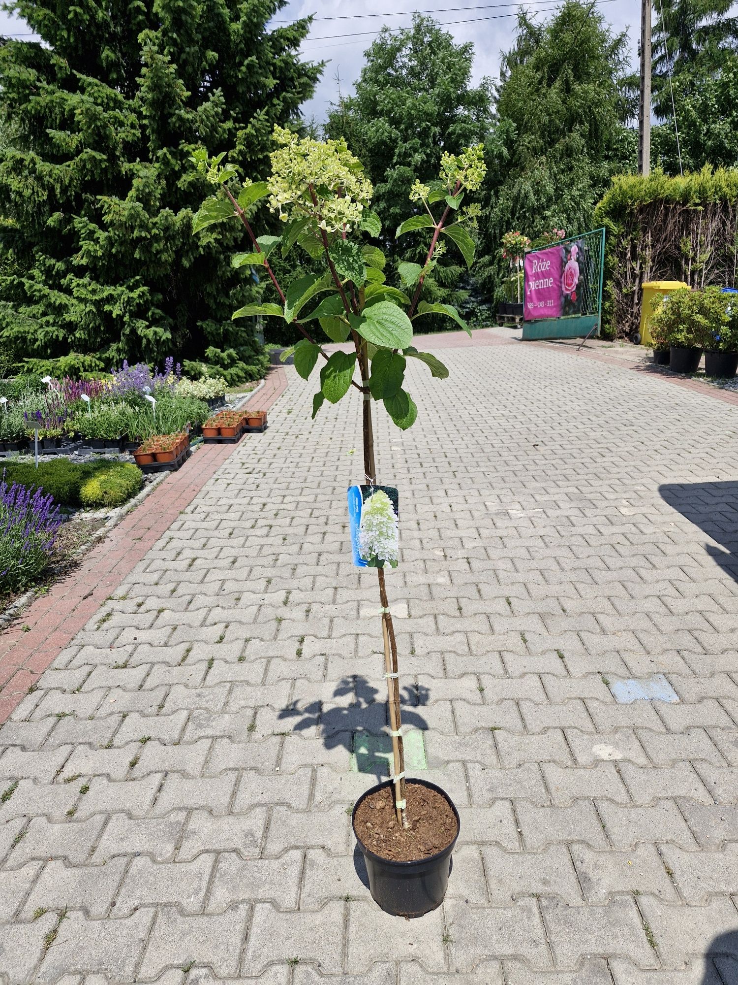 Hortensje bukietowe na pniu