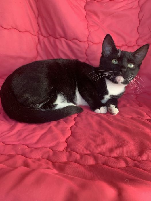 Котики хлопчики,дівчинка