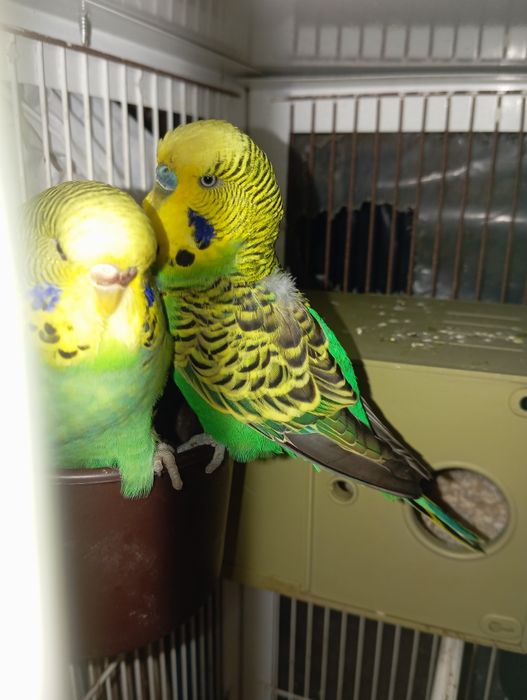 Vendo 2 casais e um macho sozinho ...