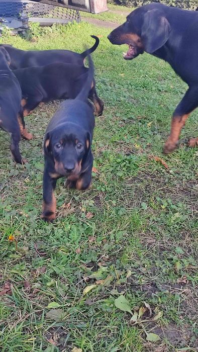 Szczeniaki Gończy polski