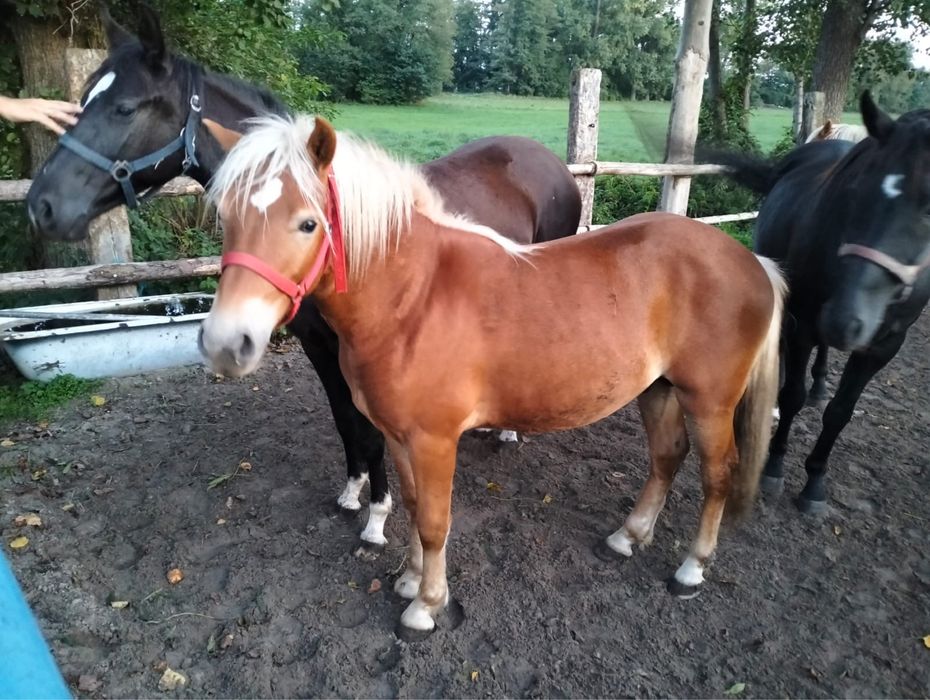 Ogierek haflinger