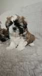 Szczeniaki Shih tzu