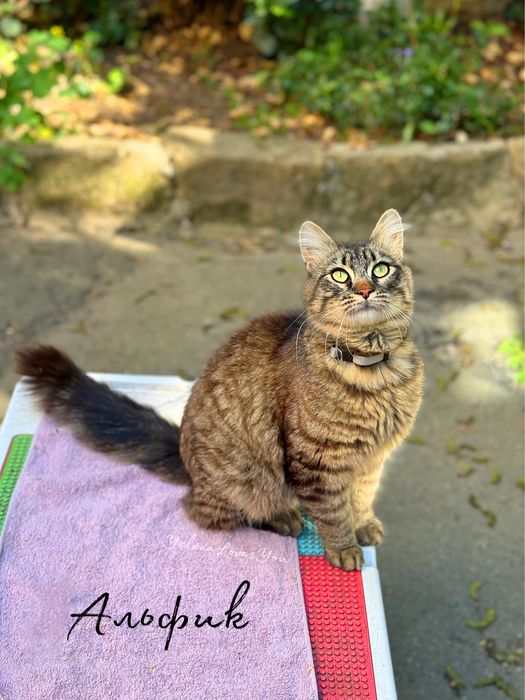 Полосатый котик, 1 год , Альф