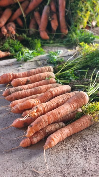 Ekologiczna marchewka