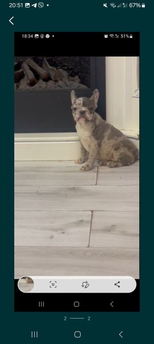 Міні дівчинка мерльова