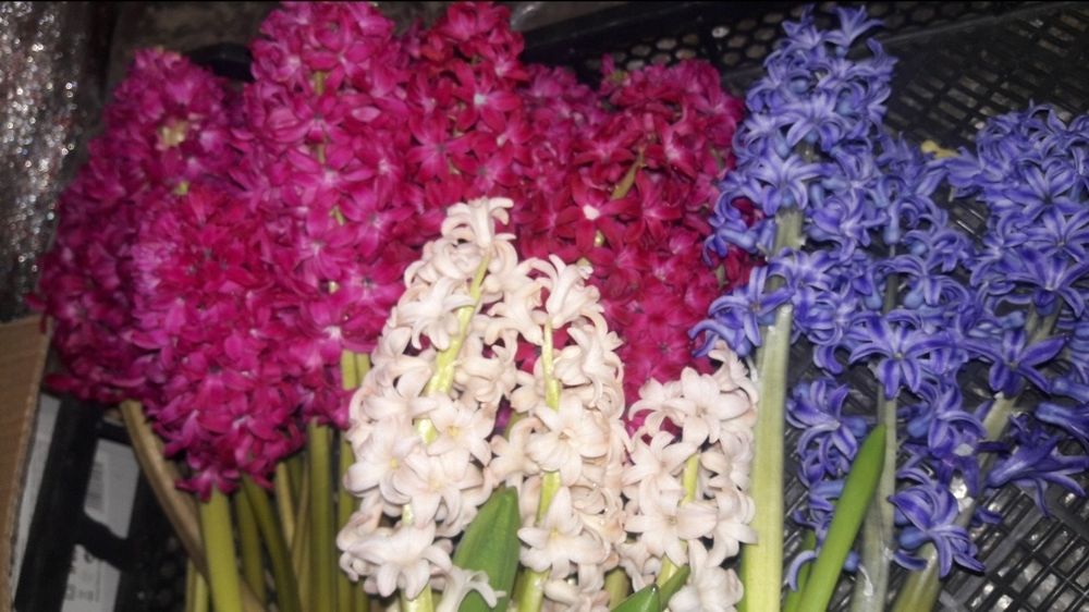 Гіацинт. Крокус. Голландія