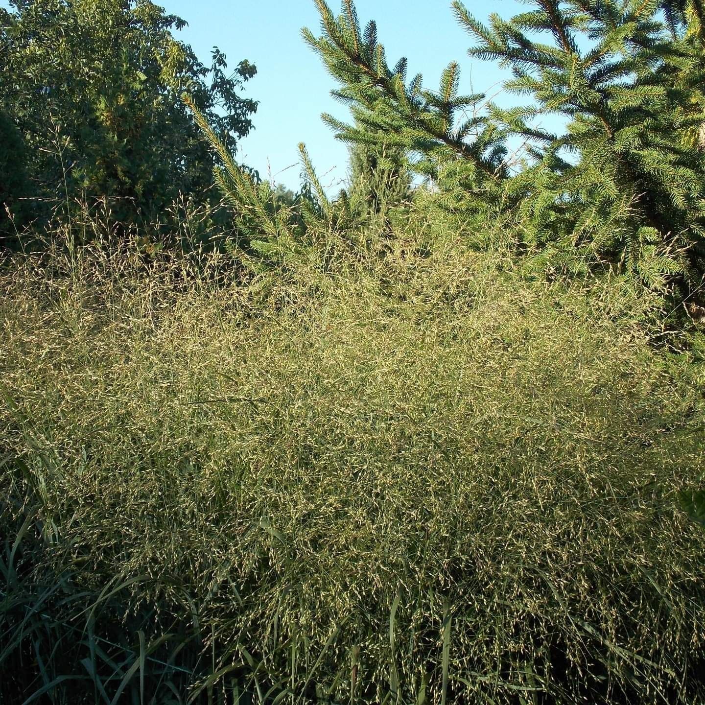 Просо декоративне (Panicum virgatum) Heavy Metal